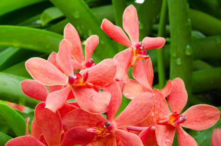 closeup of orchid flowerの写真素材