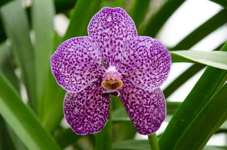 closeup of orchid flowerの写真素材