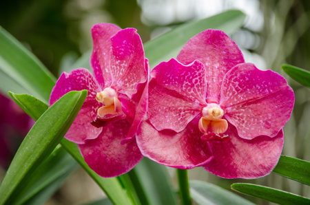 closeup of orchid flower