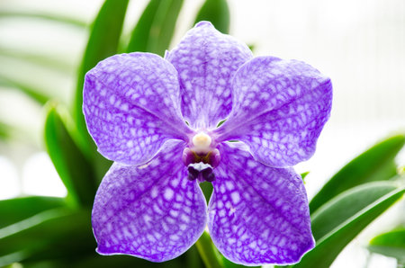 closeup of orchid flower