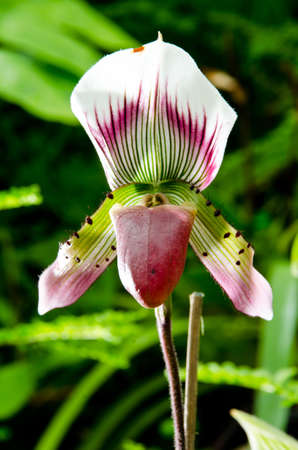 closeup of orchid flowerの写真素材