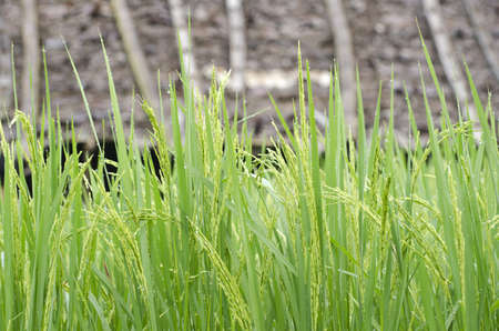terrace rice fields ,Thailandの写真素材