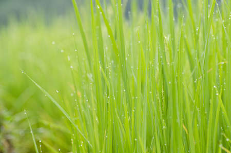 terrace rice fields ,Thailandの写真素材