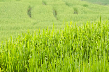 terrace rice fields ,Thailandの写真素材