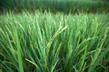 terrace rice fields ,Thailandの写真素材