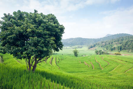 terrace rice fields ,Thailandの写真素材