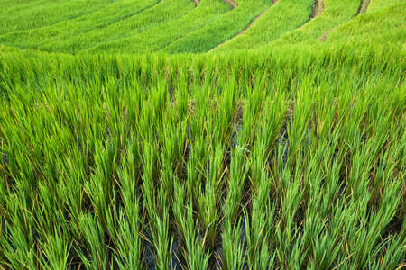 terrace rice fields ,Thailandの写真素材