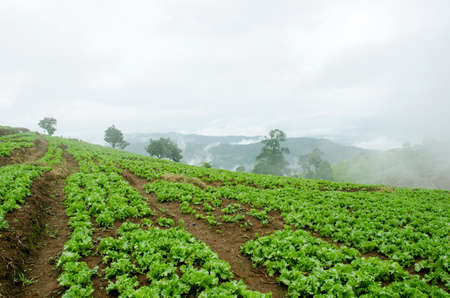 Agricultural industry. Growing salad lettuce on fieldの写真素材