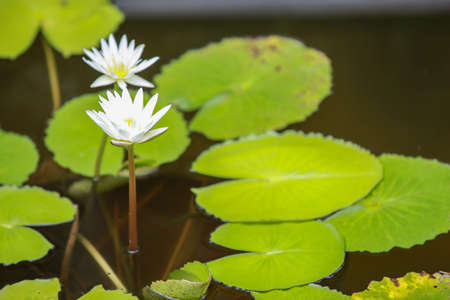 Closeup white lotus flowerの写真素材