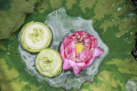 Closeup white lotus flowerの写真素材