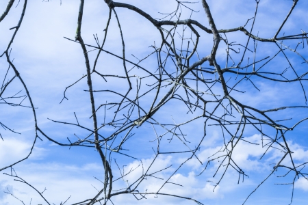 A high branches under the blue sky の写真素材