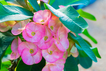 pink flower green leaves の写真素材