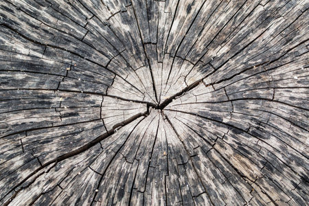 cut wood texture crack abstract