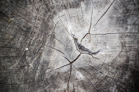 cut wood texture crack abstract
