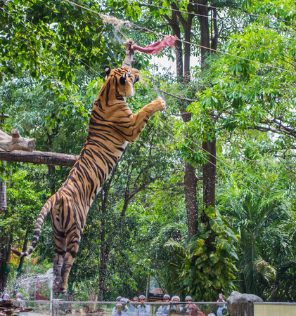 Feral animals in the zooの写真素材