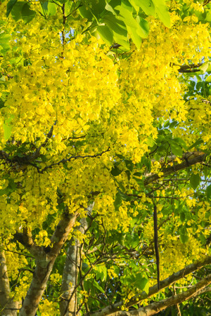 Yellow flower and green leafの写真素材