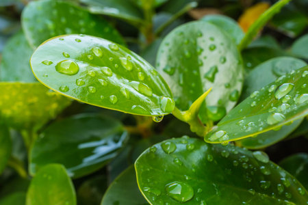 Drop water on a trees