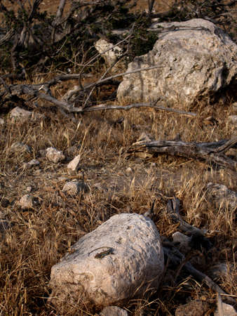 Gecko lizard on the rockの写真素材