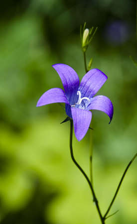  Dark blue flower on a green backgroundの写真素材
