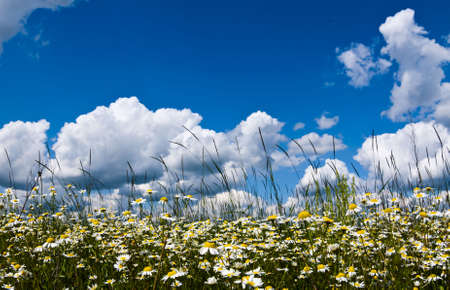 Beautiful white chamomiles on a green meadowの写真素材