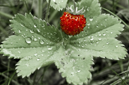  Wild strawberry with dew dropsの写真素材