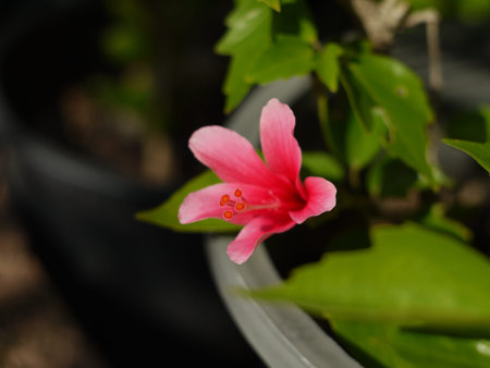 Pink Hibiscus