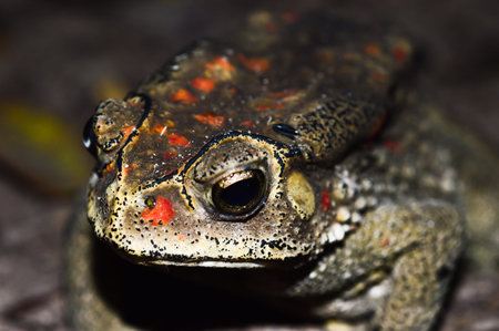 animal frogの写真素材