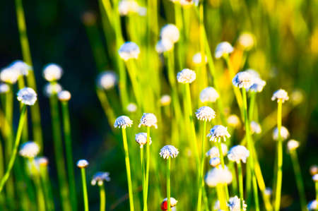 Flowers background animalの写真素材