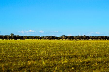 Buffalo Flowerの写真素材