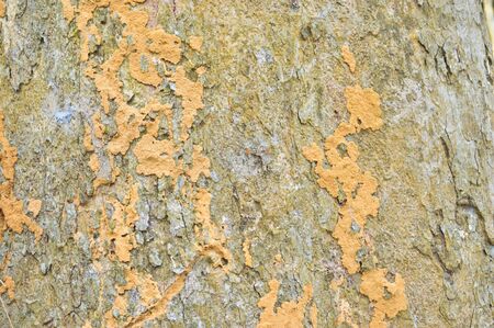 wood backgroundの写真素材