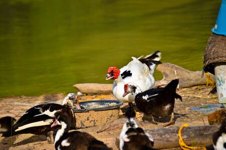 mallardの写真素材