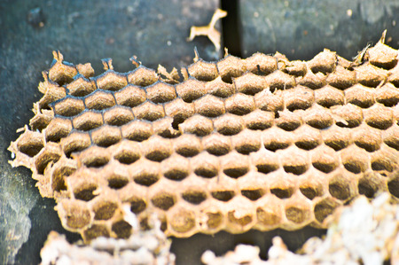 Bee hivesの写真素材