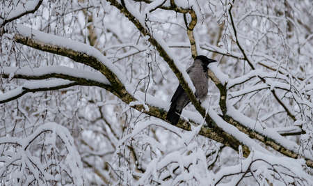 Crow on a branch after a heavy snowfallの写真素材