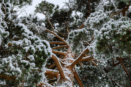 Three firs in the winter panorama in Russia