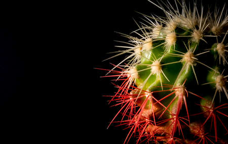Cactus in a pot on a black background closeupの写真素材