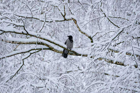 A crow in a snow-covered forest on a branchの写真素材
