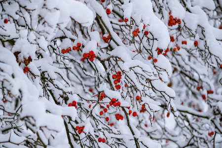 Rowan berries after heavy snowfall in winter