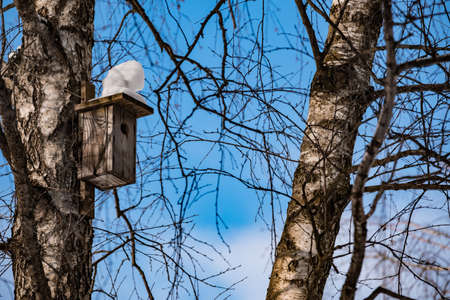 Birdhouse on birch trees in winter against the blue skyの写真素材