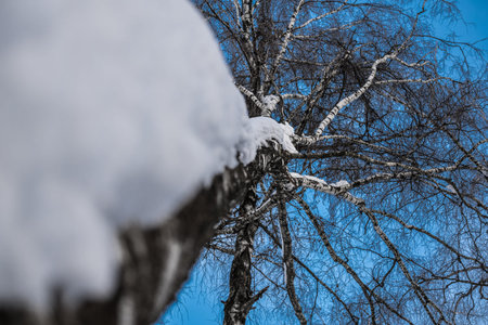 Birch branches from the bottom up in the winter forestの写真素材