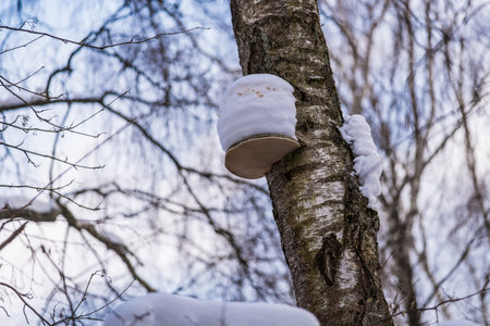 Tree mushroom on a tree covered with snow