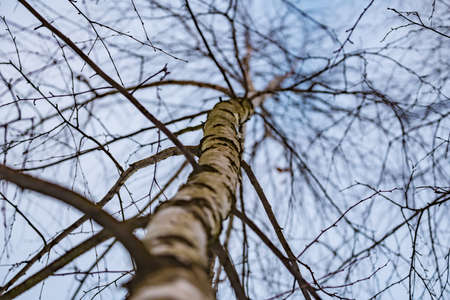 The sky through the birch branches winter 2018の写真素材