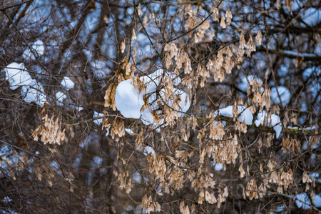 The snow on the branches in winter forest