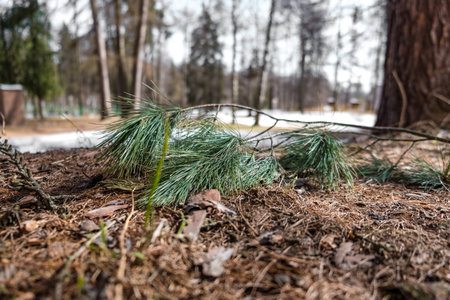 Pine tree on the ground close up 2018