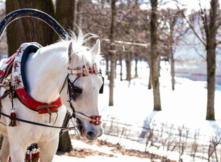 The head of a horse in a close-up harness 2018の写真素材