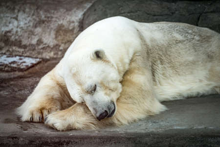 A sleeping bear on the rocks is a polar bear in the zooの写真素材