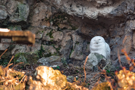 White owl against the background of a rockの写真素材