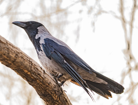 Close-up of a spring gray-black crow Cornus cornix in the spring branches of a maple in the...