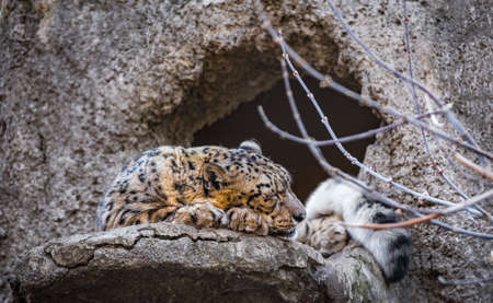 Sleeping cheetah on the rocks in the zooの写真素材