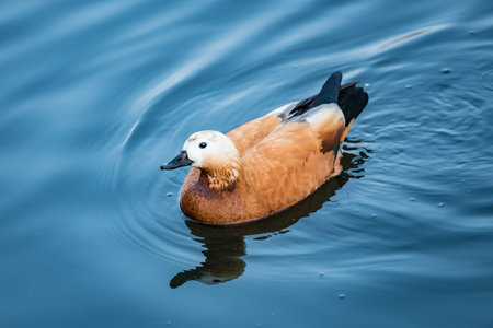 Duck floating on the water top view of the zoo
