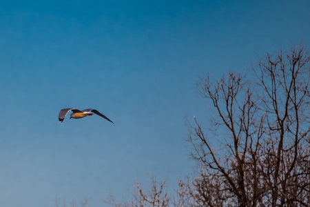 Flying seagull at sunset against a tree background